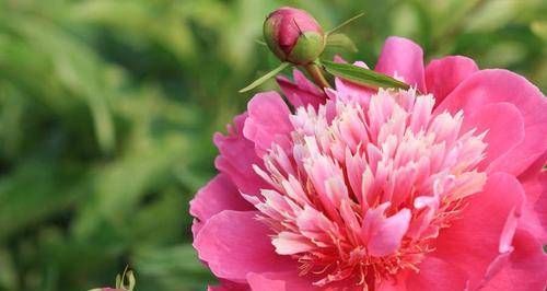 牡丹开花时间什么季节（有关牡丹花的养护知识）