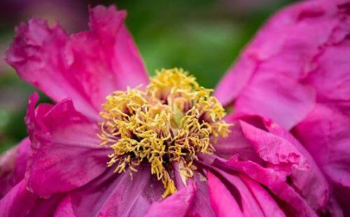 牡丹开花时间什么季节（有关牡丹花的养护知识）