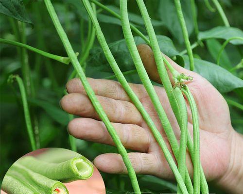 缸豆怎么种才能高产（豇豆种植技术与管理）