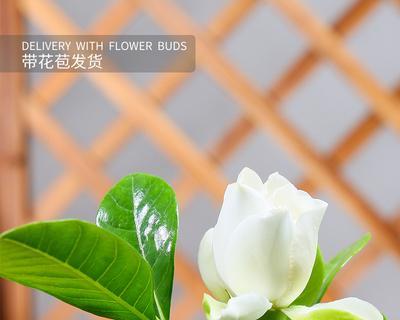 栀子花的样子和形状（关于栀子花的资料大全）