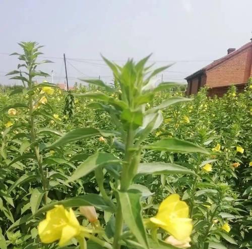 芝麻最晚什么时候种（芝麻种植时间和方法）