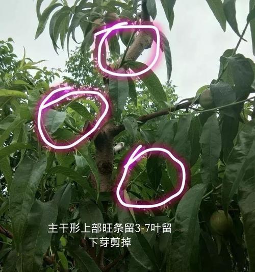 桃树剪枝怎么剪（桃树剪枝时间和方法）