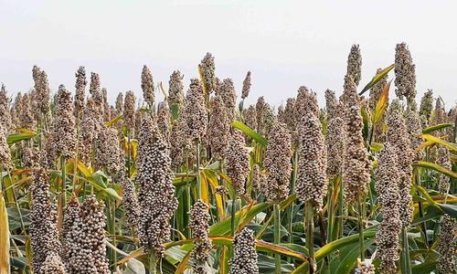 高粱什么时候播种（玉米种植时间和方法）