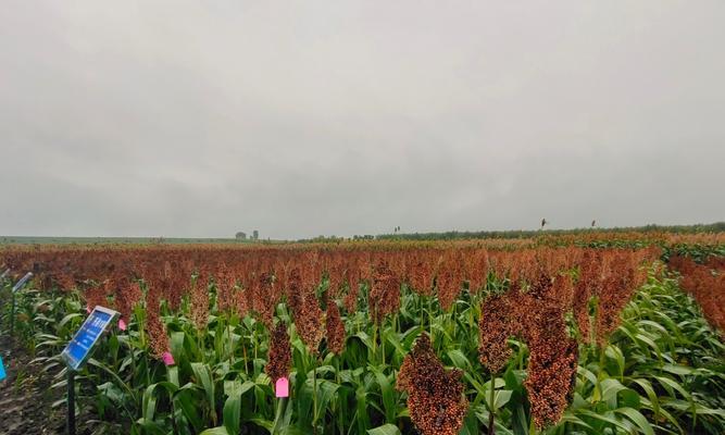 高粱什么时候播种（玉米种植时间和方法）