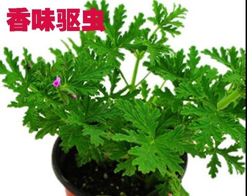 庭院驱蚊植物有哪些（盘点八种驱蚊植物排名）