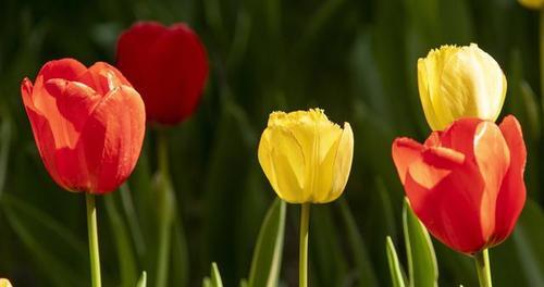 郁金香花怎么养护（郁金香盆栽种植方法）