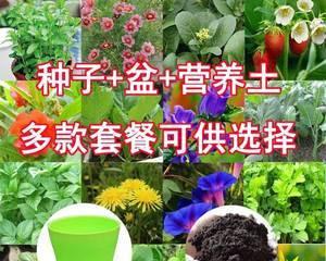 草莓种子的种植方法是什么（描述草莓种植技术）