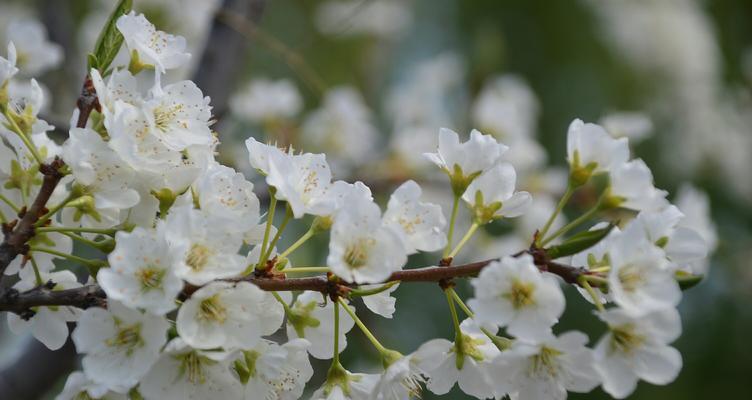 梨花什么时候开花（有关梨花的开放时间）