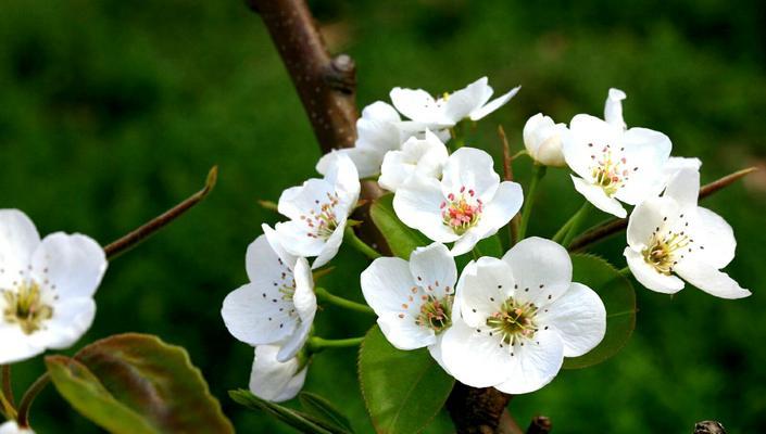 梨花什么时候开花（有关梨花的开放时间）