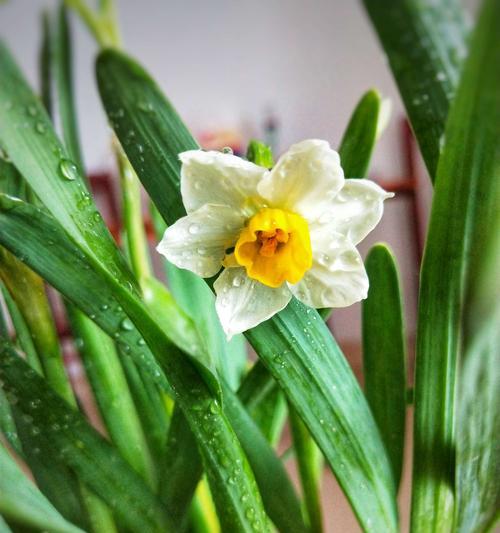 水仙花开完花以后怎么处理（有关水仙花的养护技巧）