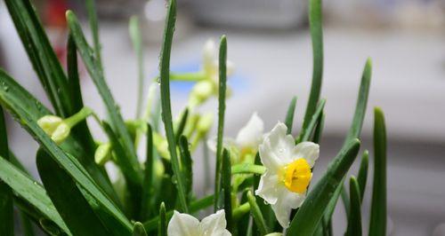 水仙花开完花以后怎么处理（有关水仙花的养护技巧）