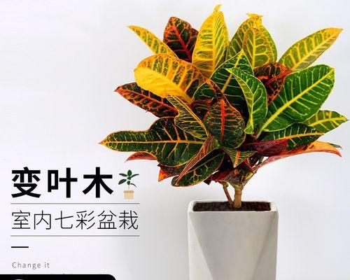 大叶子绿植有哪些（盘点六种好养的绿植）