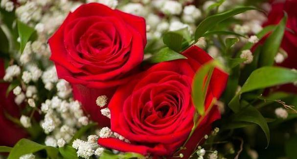 红玫瑰花语大全及寓意解读（深入了解红玫瑰的花语和象征意义）