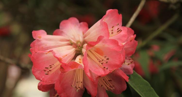 红色杜鹃花的寓意与象征意义（揭示红色杜鹃花的美丽神秘以及其隐含的情感寓意）