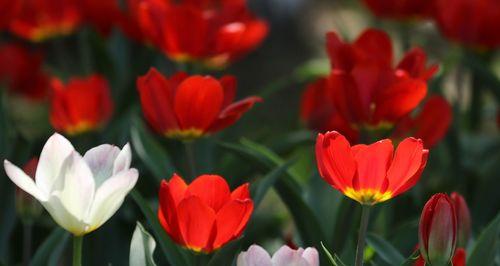 红色郁金香花语（红色郁金香的花语与意义）