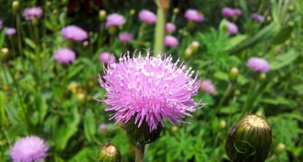 虎尾草之花语（探索虎尾草的花语与寓意）