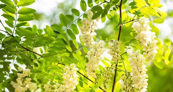 槐花的花语意义——生命的喜悦与青春的美好（槐花花语的意义与传承）