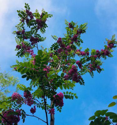 槐花的花语意义——生命的喜悦与青春的美好（槐花花语的意义与传承）