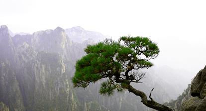 黄山松的象征意义及其美学价值（探寻黄山松的精神内涵与艺术魅力）