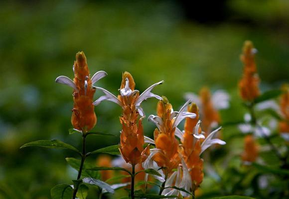 金苞花的花语——金黄希望（探寻金苞花的花语）