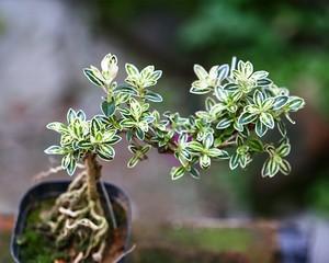 金边六月雪花语——探索柬埔寨首都的魅力之旅（金边城市生活的独特韵味与文化遗产）