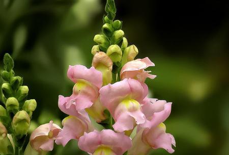 金鱼草花语与其美丽的象征（探索金鱼草的花语和传递的意义）