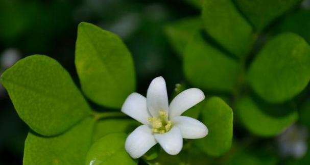 九里香的花语（香气传递的情感纽带）