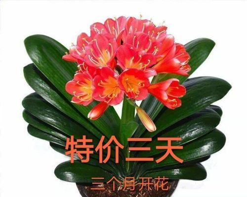 君子兰突然开花了，寓意何在（君子兰花开寓意解析）