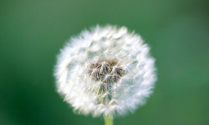 以款冬蒲公英，生日花语早熟（唤醒岁月芬芳的蒲公英）