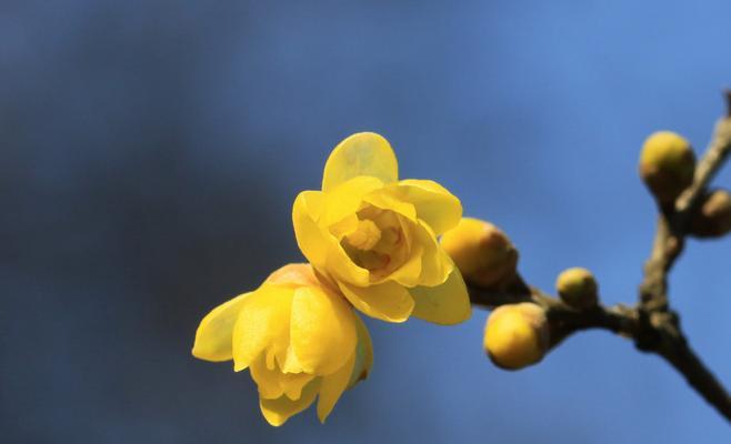 腊梅花的寓意与象征——坚韧不拔，勇往直前（探索腊梅花的魅力与内涵）