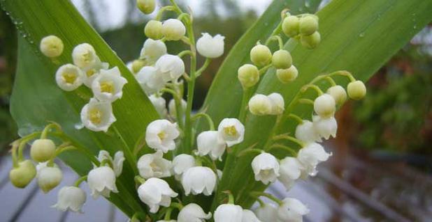 蓝铃花的花语及寓意（探索蓝铃花的花语与象征意义）