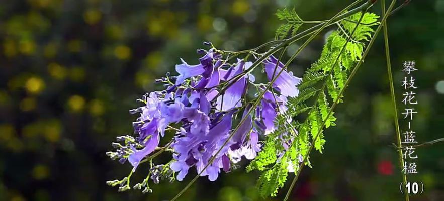 以蓝楹花花语是什么意思（解读蓝楹花的寓意与象征）