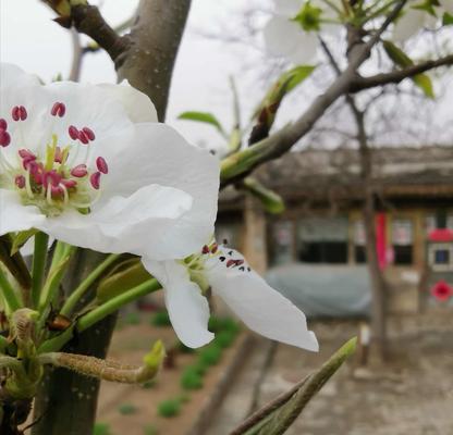 梨花的花语与象征意义（探寻梨花的花语及其文化内涵）