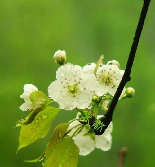 梨花的花语与象征意义（探寻梨花的花语及其文化内涵）