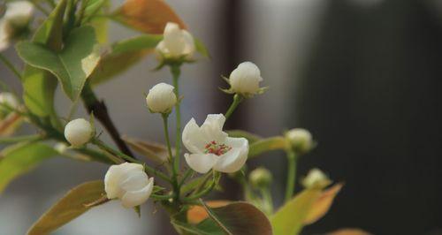 梨花花语揭示的意义与传承（探索梨花花语的深层含义）