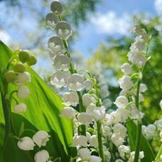 铃兰花的花语与意义（探索铃兰花的神秘花语）