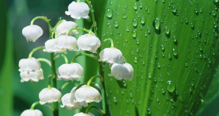 铃兰花的花语与意义（探索铃兰花的神秘花语）