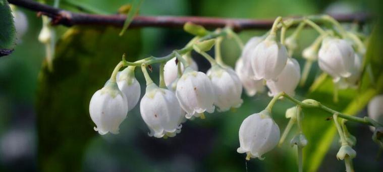 铃兰花花语（铃兰花的美丽与意义）