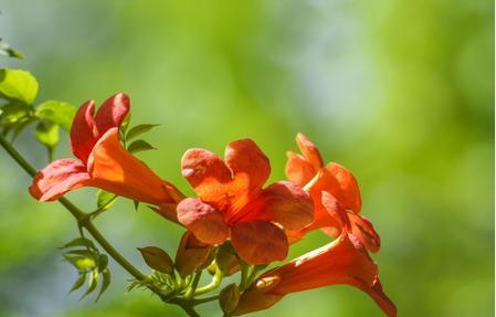 凌霄花的花语——美丽的勇气（探索凌霄花的花语）