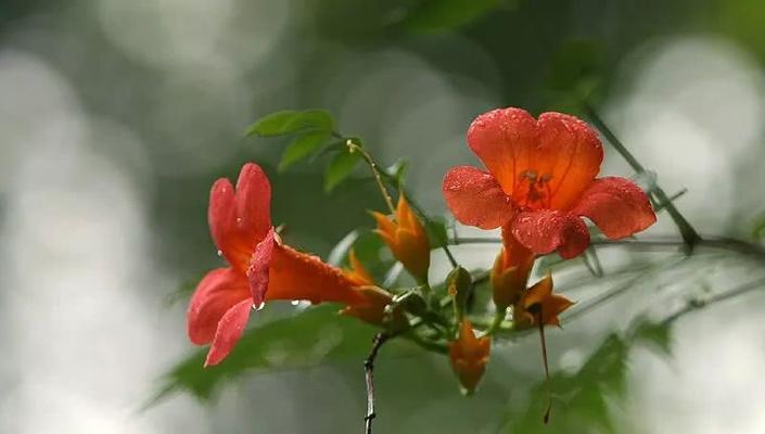 凌霄花的花语——美丽的勇气（探索凌霄花的花语）