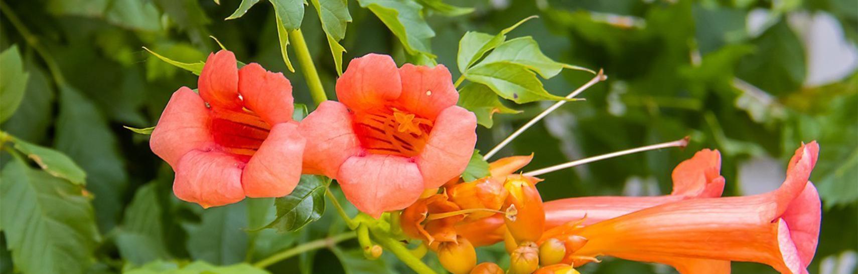 凌霄花之美——寓意与象征（凌霄花的主题）