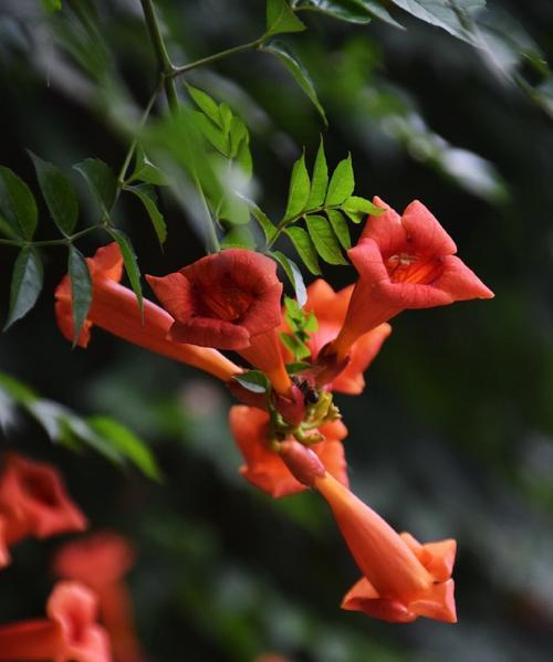 凌霄花的花语——美丽与坚韧的象征（探索凌霄花的深层含义）