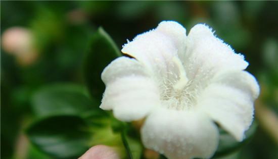 六月雪花语——迎接夏日的神秘芬芳（盛夏初绽的神奇奇迹）