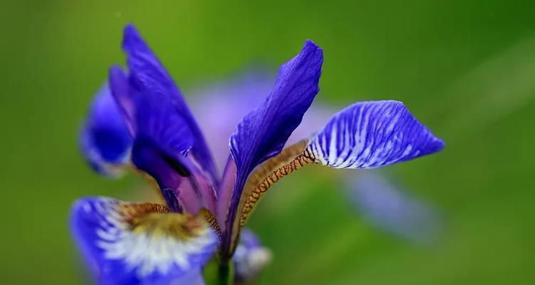 以马兰花花语之美——探索花朵的神秘语言（揭开以马兰花花语的面纱）