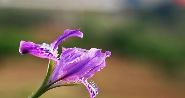 以马兰花花语之美——探索花朵的神秘语言（揭开以马兰花花语的面纱）