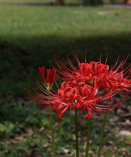 曼陀沙华花语与生活的启示（探索曼陀沙华花的美丽与意义）