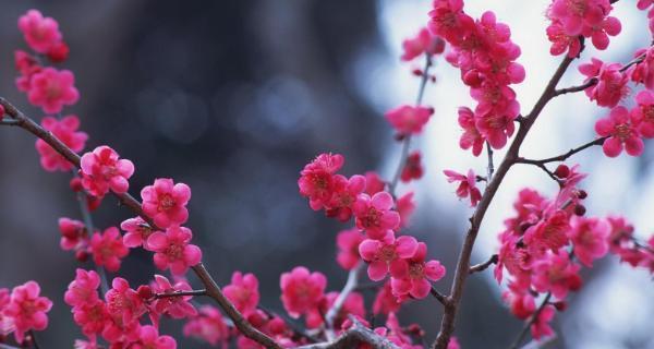 梅花的精神象征意义（美丽坚强的花朵——梅花）