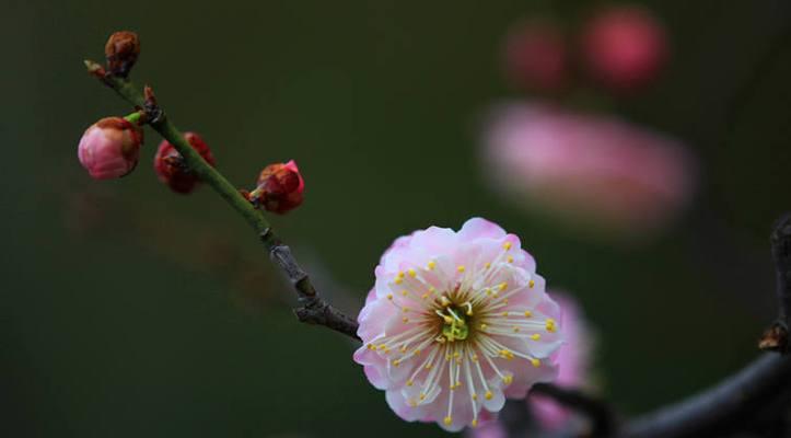 梅花的象征意义——坚韧不拔、傲雪凌霜（探寻梅花的内涵）