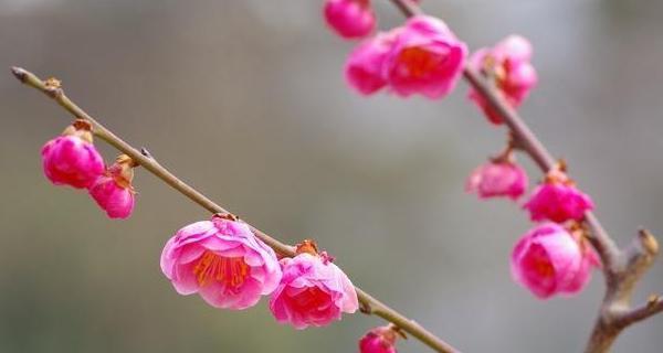 梅花的象征意义——坚韧不拔、傲雪凌霜（探寻梅花的内涵）