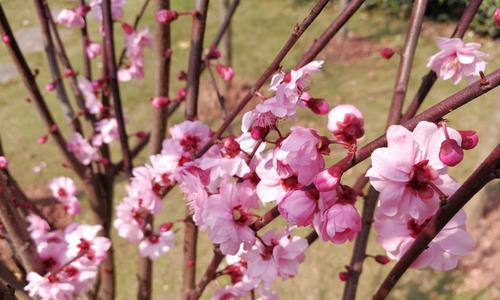 梅花花语的含义与传承（探寻梅花花语的深层意义）